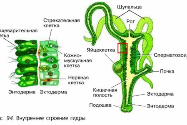 Вместо гидры